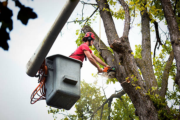 How Our Tree Care Process Works  in  Woodcliff Lake, NJ